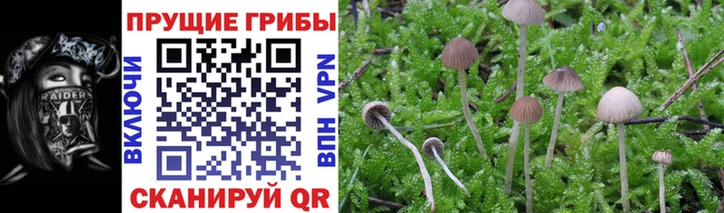Псилоцибиновые грибы Psilocybe  купить наркотик  Кедровый 